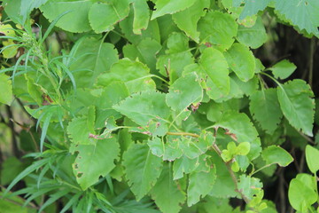 green leaves in the garden