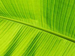 green leaf close up background texture banana