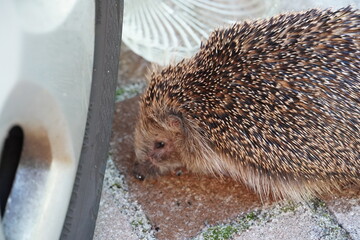 Kleiner Igel niedlich süß Tier