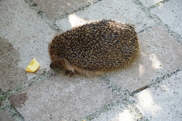 Kleiner Igel niedlich süß Tier
