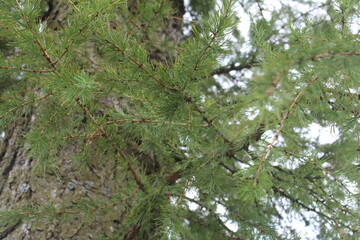 Ветви сибирской лиственницы