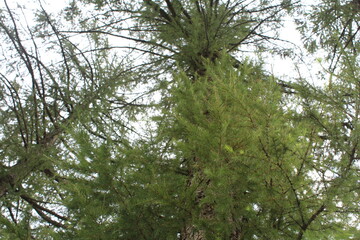 Огромная лиственница