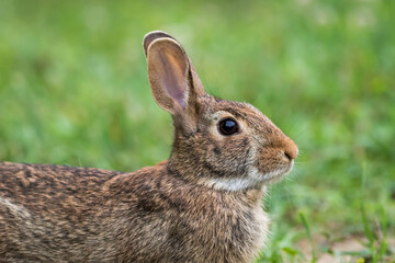 Eastern Cottontail Rabbit (Sylvilagus floridanus) resting side profile closeup 