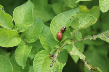 Колорадский жук крупным планом