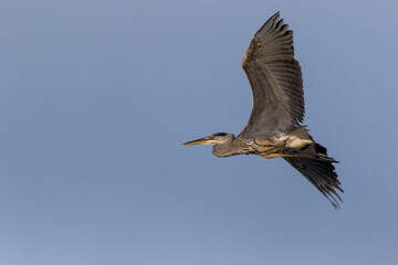 Great Blue Heron (Ardea herodias) flyover on a summer morning blue sky background