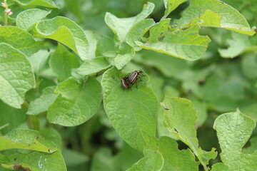 bug on leaf