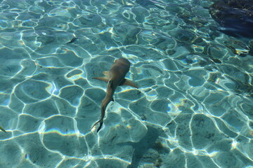 Requin de lagon à Taha'a, Polynésie française