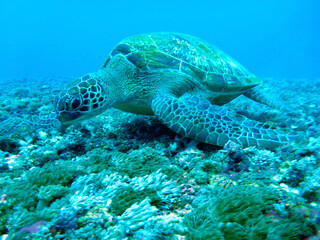 Obraz na płótnie Canvas Large green sea turtle close up 