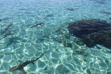 Fototapeta na wymiar Requins de lagon à Taha'a, Polynésie française