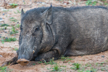 Indian Wild Boar © GuillaumeAngleraud