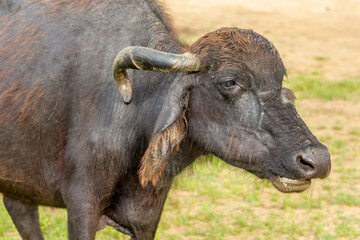 Water Buffalo