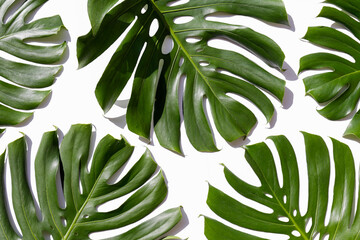 Group of big green monstera leaves of exotic palm tree isolated on white background. Tropical jungle plant with visible texture. Pollution free symbol. Close up, copy space.