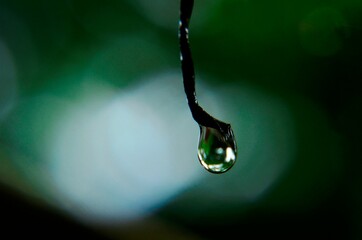 gota de agua, detalle de gota de agua, close up gota agua, agua, naturaleza, Butchart Gardens...
