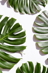 Group of big green monstera leaves of exotic palm tree isolated on white background. Tropical jungle plant with visible texture. Pollution free symbol. Close up, copy space.