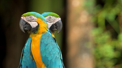 Two blue and yellow parrots looking in different directions