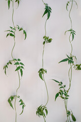 New indoor plant of curly white jasmine. Against the background of a white wall. Jasminum officinale