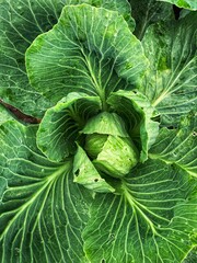 Fototapeta premium green cabbage, green background