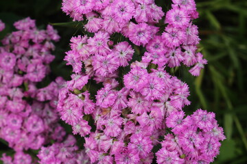 Необычные цветы...