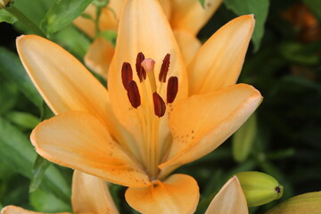 Лилия сортовая, желтая