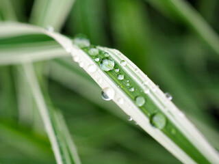 Raindrops on a striped, white and green, leaf of a plant. Close-up. Drops of water after rain on the grass. A beautiful vivid illustration about summer, plants and vitality. Macro