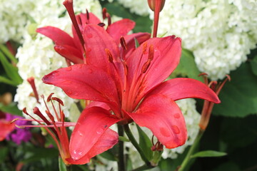 Fototapeta premium Красная лилия в саду