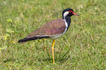 Red-wattled lapwing