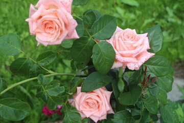 Куст розовых роз в саду