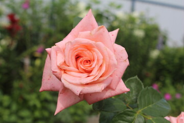pink rose in garden