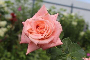 Ароматная роза