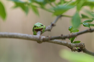 Green tree frog Tree frog - Hyla arborea sitting on a tree branch. There are leaves of a tree around. The photo has a nice bokeh of the old lens.