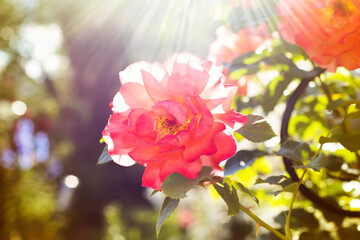 A closeup shot of rose branch with green leaves and thorns in sun rays