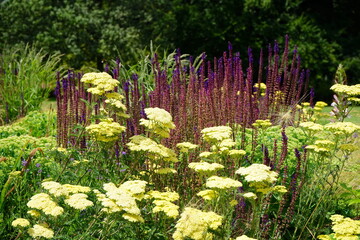 Staudenbeet, Blumenbeet mit blühender Schafgarbe, Salbei, Fetthenne und Gräser, Garten gestalten