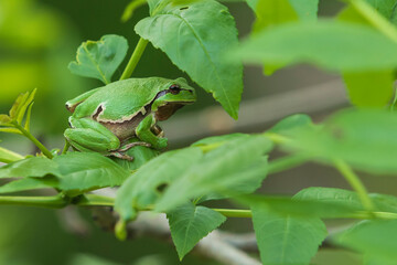 Green tree frog Tree frog - Hyla arborea sitting on a tree branch. There are leaves of a tree around. The photo has a nice bokeh of the old lens.