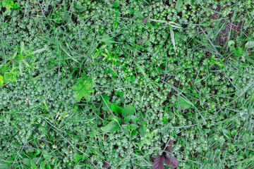 artificial beautifal green grass texture for background