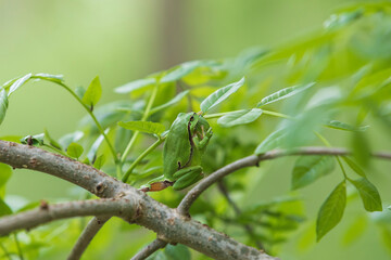 Green tree frog Tree frog - Hyla arborea sitting on a tree branch. There are leaves of a tree around. The photo has a nice bokeh of the old lens.