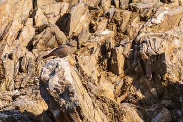 House Sparrow sitting on a stone on a rock.