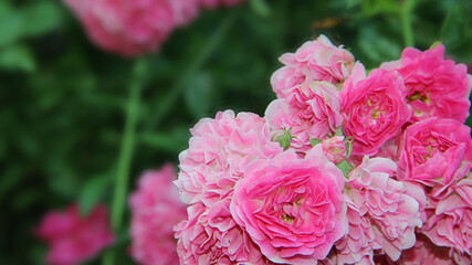 pink roses in garden. pink flowers in a garden