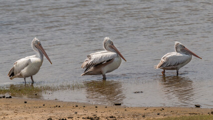 Spot-billed pelican