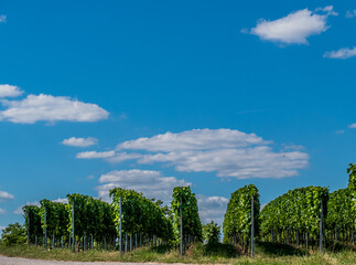 Weinberg mit Südhang im Sommer