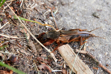 Rare grasshopper on the side of the path crawls over a light piece of wood. Germany.