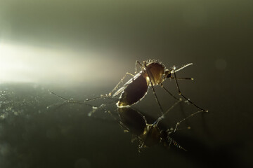 mosquito