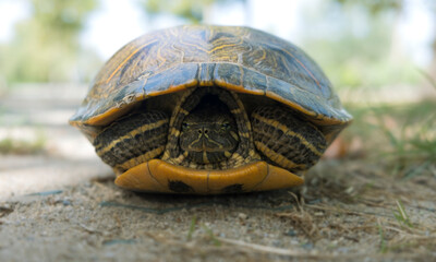

California turtle (from Florida) inside its shell