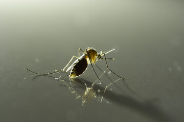 mosquito
