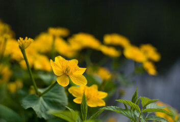 Marsh marigold - Boubin lake - Sumava national park