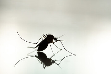mosquito