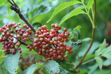 red berries on a bush