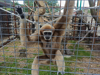 lemur animal behind wire cage, lemur hiding behind bars in cage