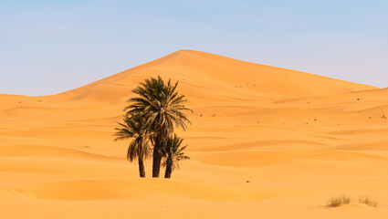 Magnificent scenery of green palms growing in oasis of desert on background of sand dunes in Morocco