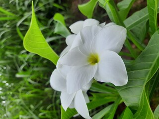 Obraz na płótnie Canvas The beautiful white plumeria flower 