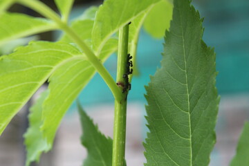 стебель молодого куста